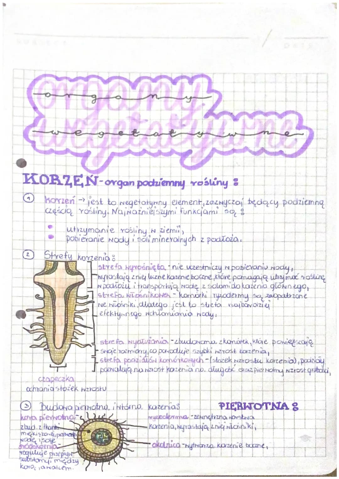 organyz
te gee je bilmez
KORZEN-organ podziemny rośliny :
korzeń jest to wegetatywny element, zazwyczaj będący podziemną
częścią rośliny. Na