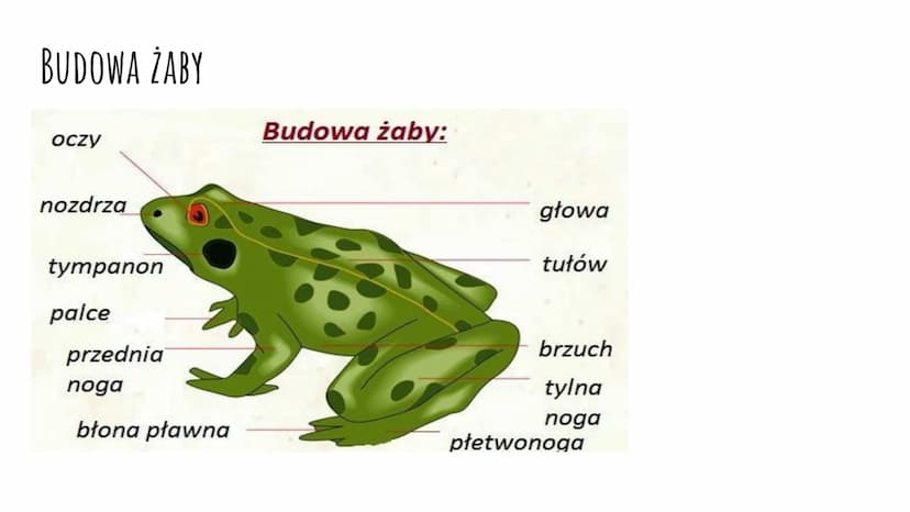 ZNACZENIE I PRZEGLĄD PŁAZÓW ZNACZENIE PŁAZÓW W PRZYRODZIE I DLA CZŁOWIEKA
W Przyrodzie:
są pokarmem dla innych zwierząt (np. gadów, ptaków, 
