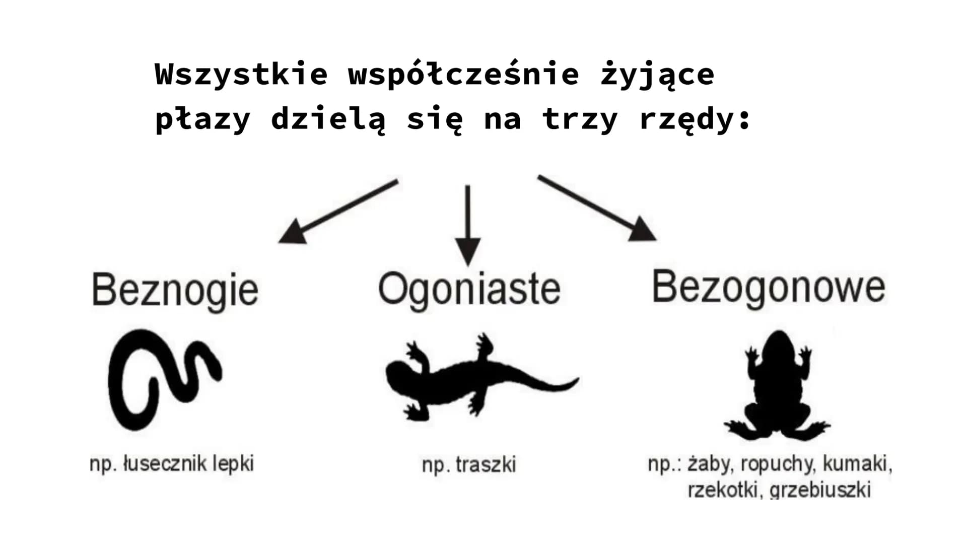ZNACZENIE I PRZEGLĄD PŁAZÓW ZNACZENIE PŁAZÓW W PRZYRODZIE I DLA CZŁOWIEKA
W Przyrodzie:
są pokarmem dla innych zwierząt (np. gadów, ptaków, 
