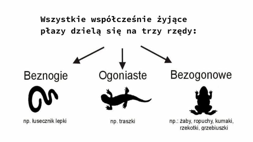 ZNACZENIE I PRZEGLĄD PŁAZÓW ZNACZENIE PŁAZÓW W PRZYRODZIE I DLA CZŁOWIEKA
W Przyrodzie:
są pokarmem dla innych zwierząt (np. gadów, ptaków, 