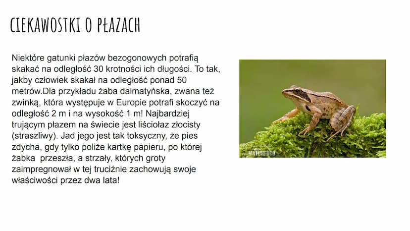 ZNACZENIE I PRZEGLĄD PŁAZÓW ZNACZENIE PŁAZÓW W PRZYRODZIE I DLA CZŁOWIEKA
W Przyrodzie:
są pokarmem dla innych zwierząt (np. gadów, ptaków, 
