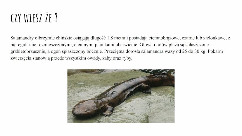 ZNACZENIE I PRZEGLĄD PŁAZÓW ZNACZENIE PŁAZÓW W PRZYRODZIE I DLA CZŁOWIEKA
W Przyrodzie:
są pokarmem dla innych zwierząt (np. gadów, ptaków, 