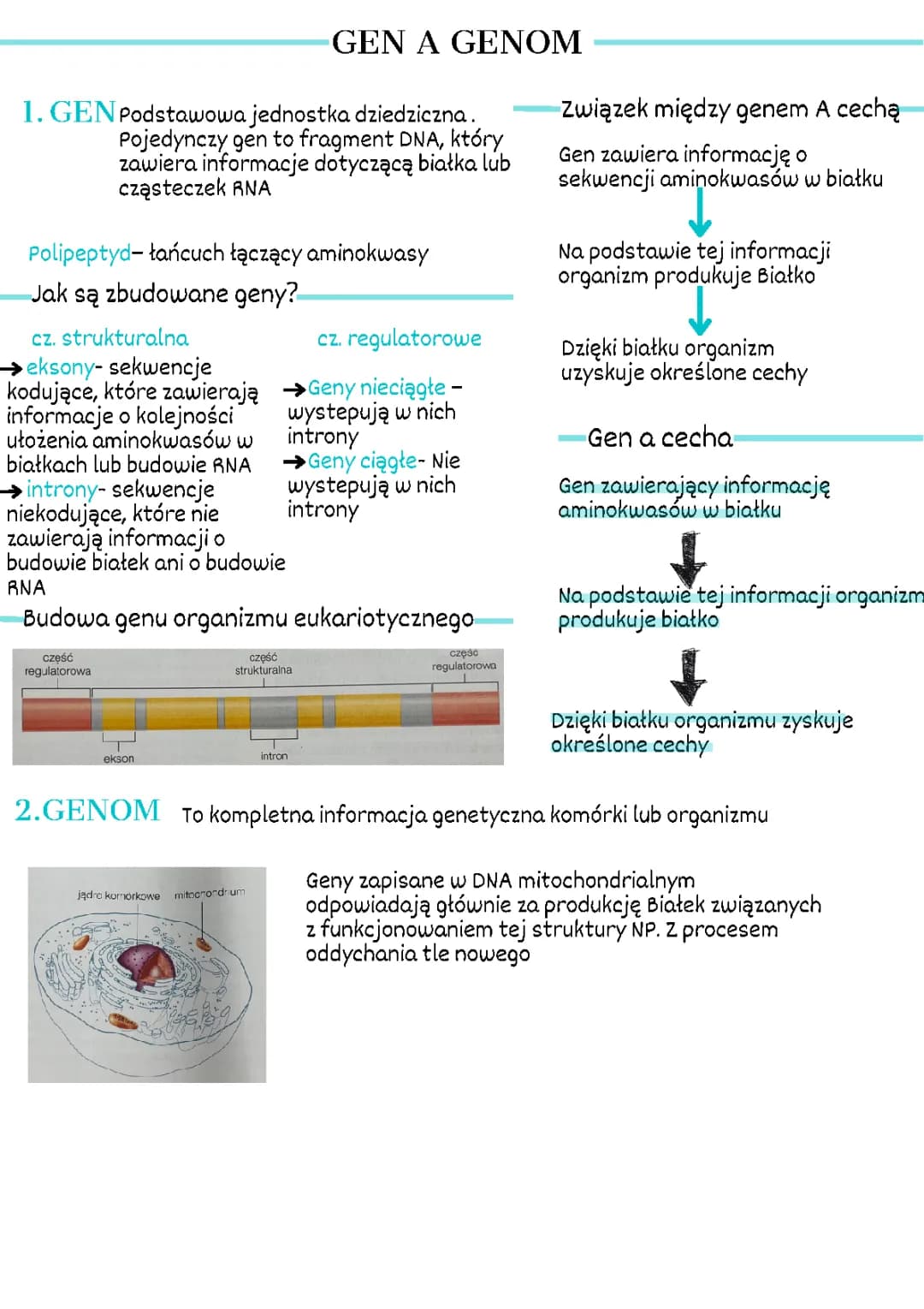 Budowa DNA, RNA i Genów - Prosta Biologia dla Dzieci