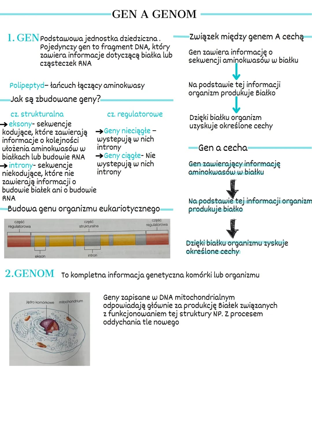 1. GEN Podstawowa jednostka dziedziczna.
Pojedynczy gen to fragment DNA, który
zawiera informacje dotyczącą białka lub
cząsteczek RNA
Polipe