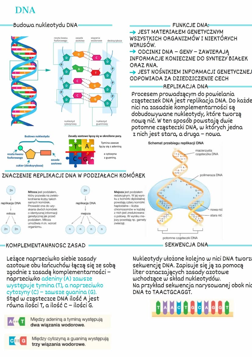 1. GEN Podstawowa jednostka dziedziczna.
Pojedynczy gen to fragment DNA, który
zawiera informacje dotyczącą białka lub
cząsteczek RNA
Polipe