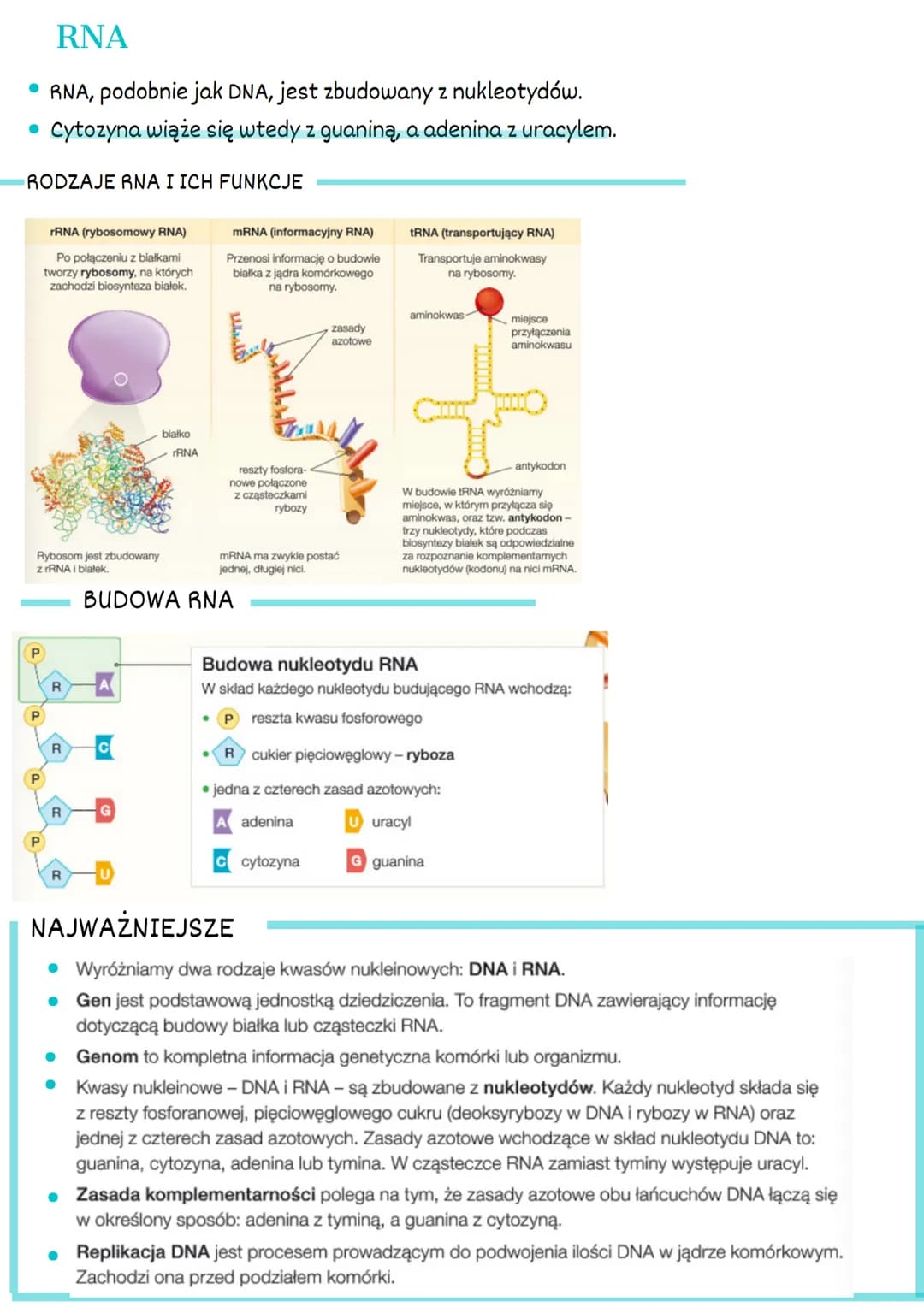 1. GEN Podstawowa jednostka dziedziczna.
Pojedynczy gen to fragment DNA, który
zawiera informacje dotyczącą białka lub
cząsteczek RNA
Polipe