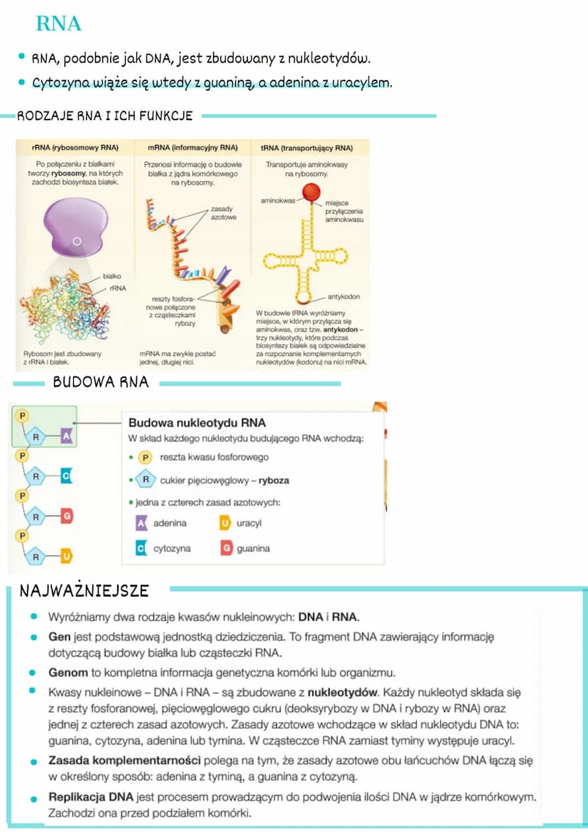 1. GEN Podstawowa jednostka dziedziczna.
Pojedynczy gen to fragment DNA, który
zawiera informacje dotyczącą białka lub
cząsteczek RNA
Polipe