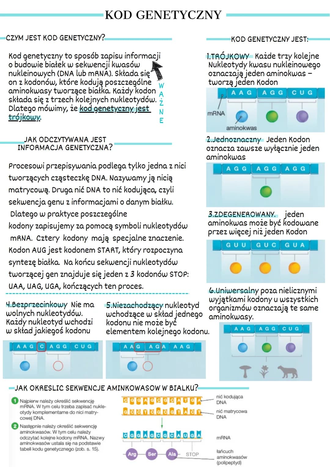 1. GEN Podstawowa jednostka dziedziczna.
Pojedynczy gen to fragment DNA, który
zawiera informacje dotyczącą białka lub
cząsteczek RNA
Polipe