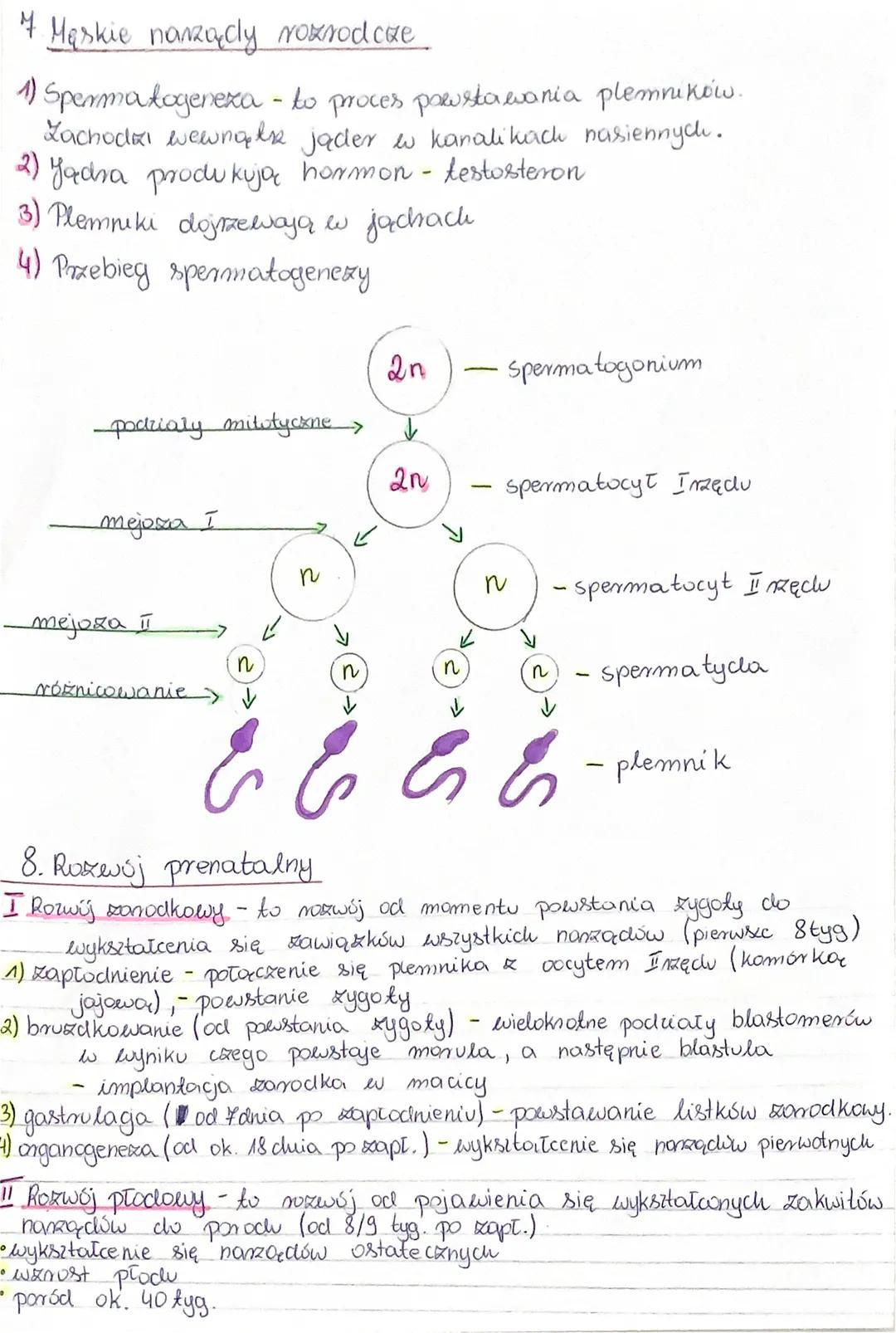 Co to jest Glukagon i Insulina? Cukrzyca Typu 1 i 2 dla ciekawskich