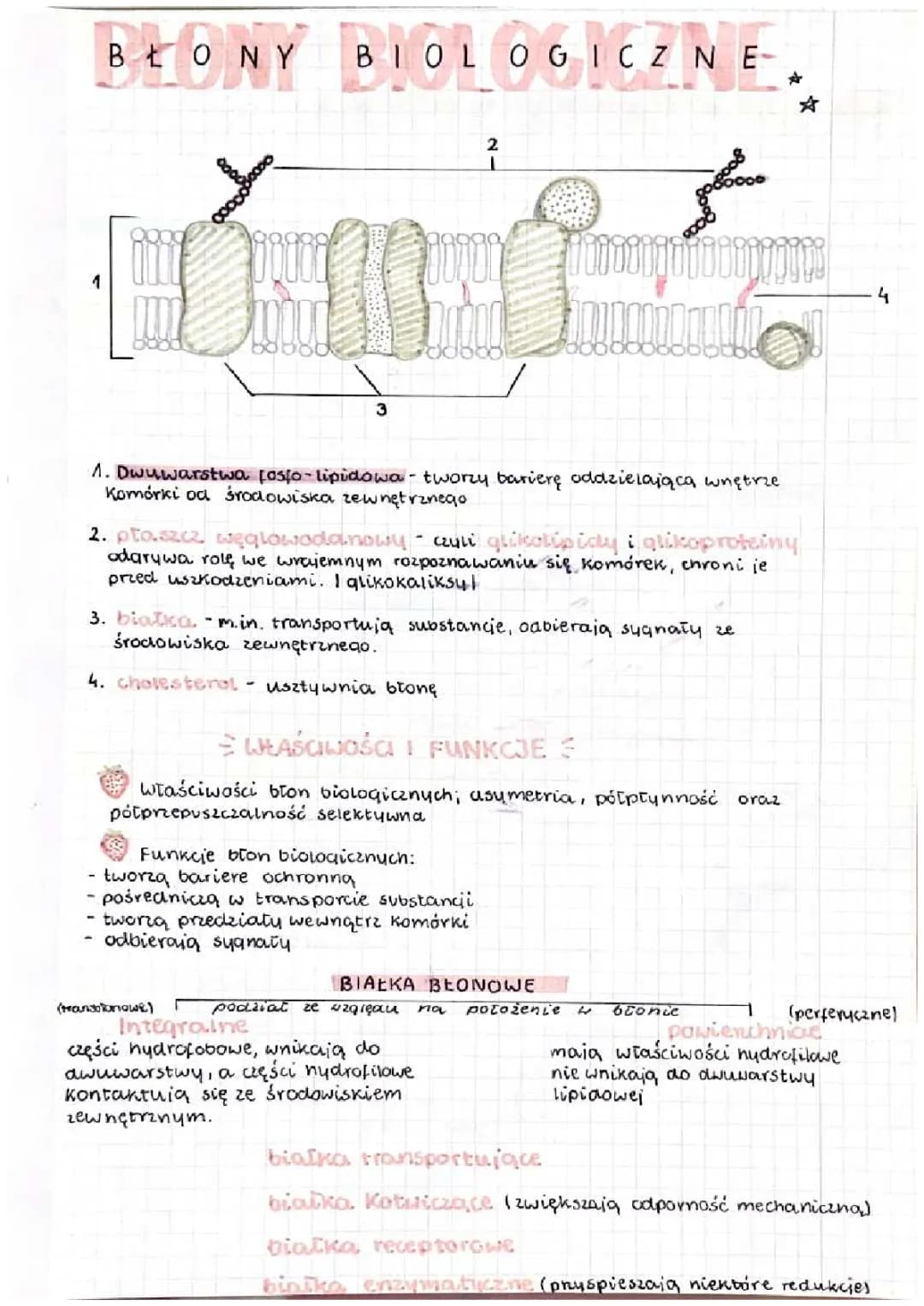 błony biologiczne