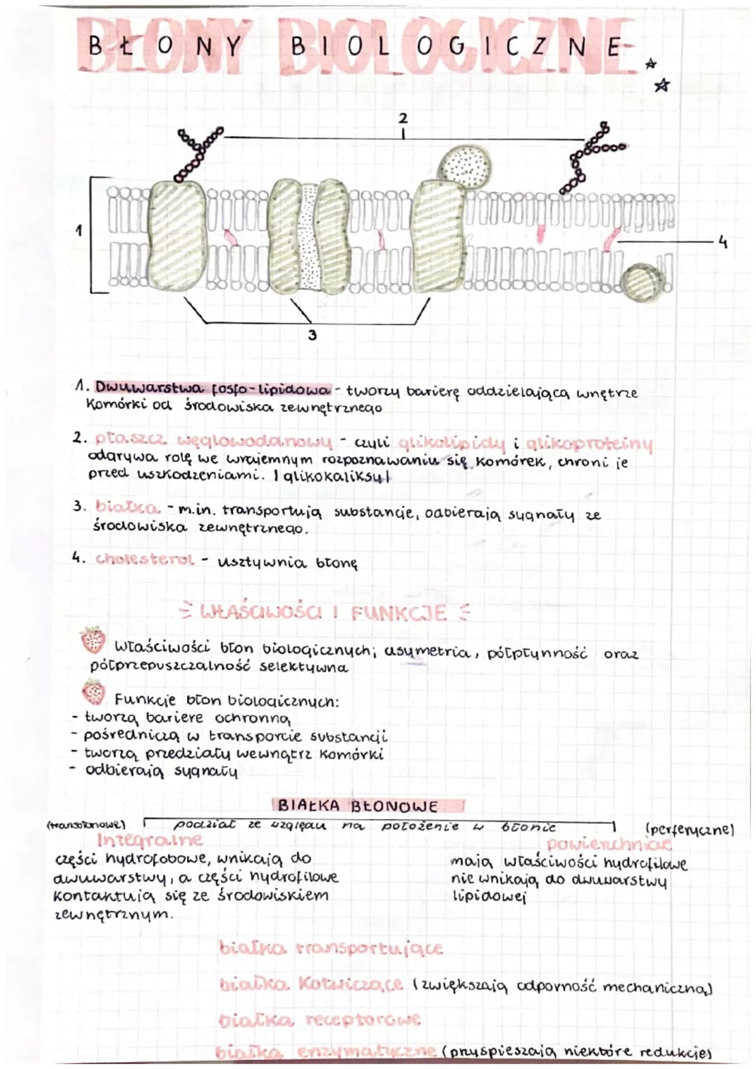 BŁONY
9999
H
BIOLOGICZNE-
3
-
(transolonowe)
100002
2
1
100000
1. Dwuwarstwa fosfo-lipidowa- tworzy barierę oddzielająca wnętrze.
Komórki od