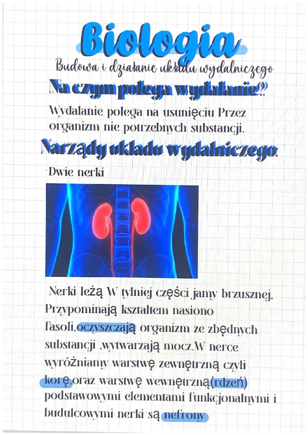 Budowa i działanie układu wydalniczego 