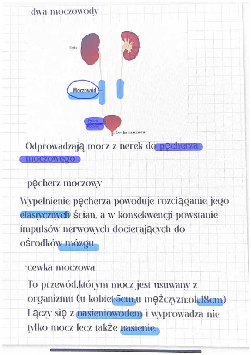 Biologia
Budowa i działanie układu wydalniczego
Na czym polega wydalanie?
Wydalanie polega na usunięciu Przez
organizm nie potrzebnych subst