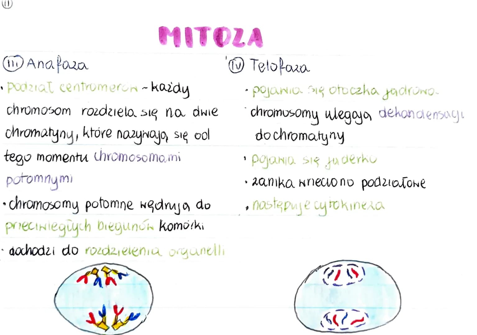 GENOM
• pełna informacja genetyczna danego organizmu
zazwyczaj genom 2budowany jest 2 DNA (u niektórych wirusóN 2 RNA)
genom procaryota
·mni