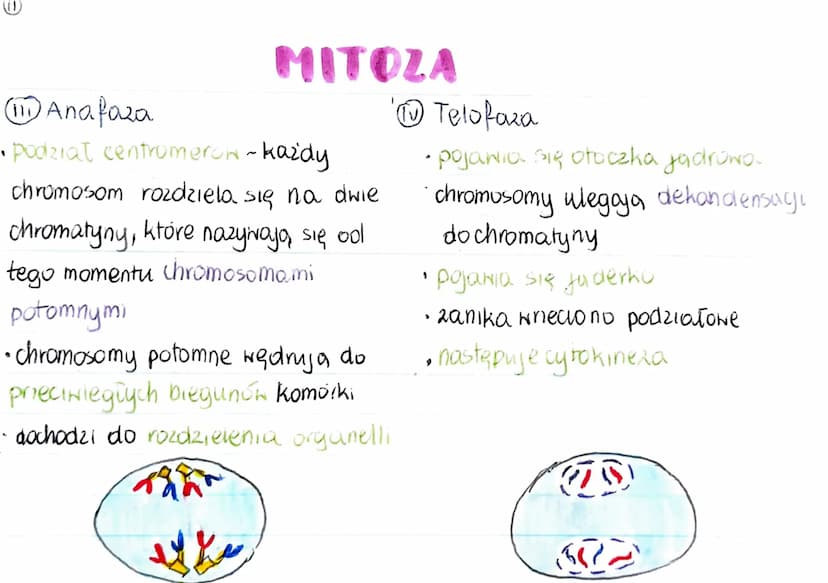 GENOM
• pełna informacja genetyczna danego organizmu
zazwyczaj genom 2budowany jest 2 DNA (u niektórych wirusóN 2 RNA)
genom procaryota
·mni