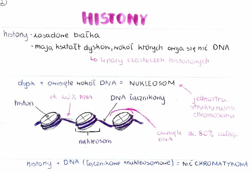 GENOM
• pełna informacja genetyczna danego organizmu
zazwyczaj genom 2budowany jest 2 DNA (u niektórych wirusóN 2 RNA)
genom procaryota
·mni