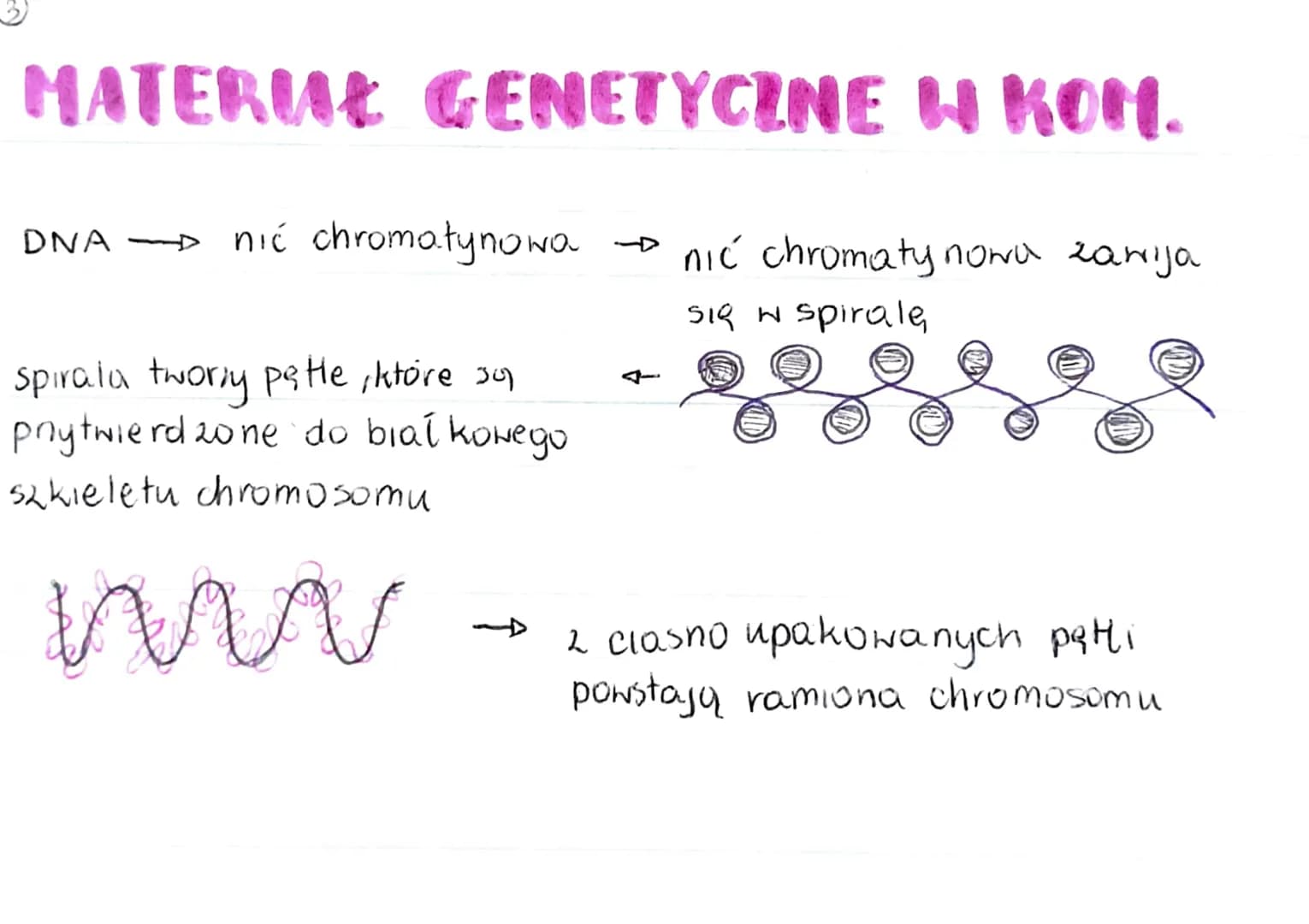 GENOM
• pełna informacja genetyczna danego organizmu
zazwyczaj genom 2budowany jest 2 DNA (u niektórych wirusóN 2 RNA)
genom procaryota
·mni