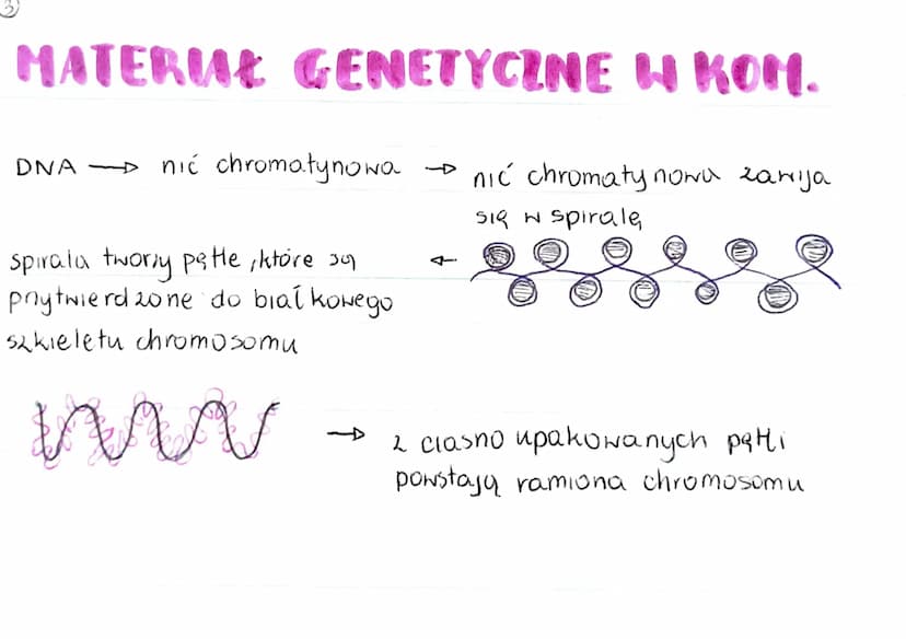 GENOM
• pełna informacja genetyczna danego organizmu
zazwyczaj genom 2budowany jest 2 DNA (u niektórych wirusóN 2 RNA)
genom procaryota
·mni