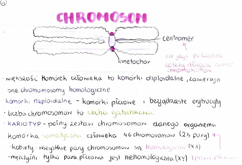 GENOM
• pełna informacja genetyczna danego organizmu
zazwyczaj genom 2budowany jest 2 DNA (u niektórych wirusóN 2 RNA)
genom procaryota
·mni