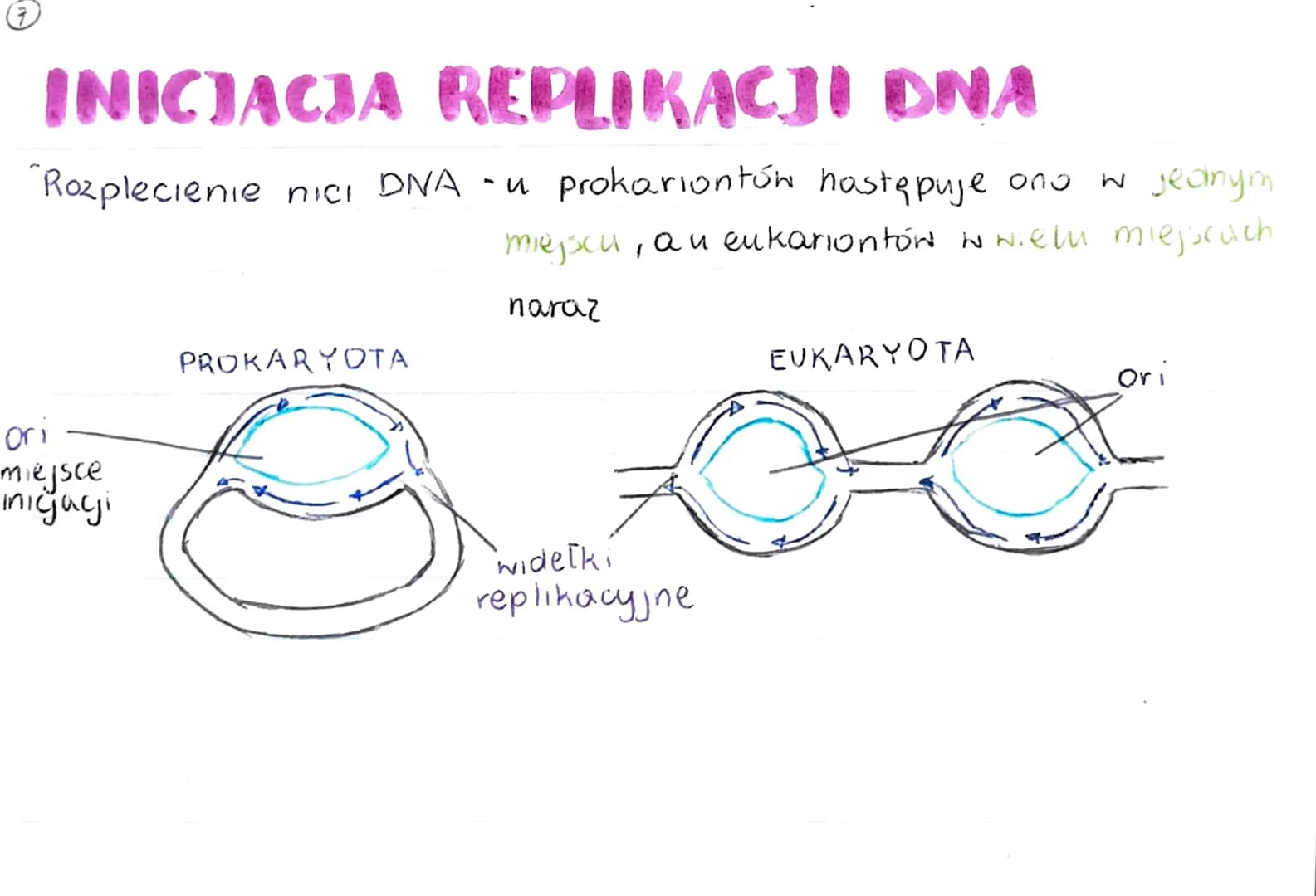 GENOM
• pełna informacja genetyczna danego organizmu
zazwyczaj genom 2budowany jest 2 DNA (u niektórych wirusóN 2 RNA)
genom procaryota
·mni