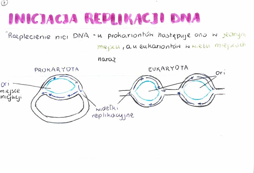 GENOM
• pełna informacja genetyczna danego organizmu
zazwyczaj genom 2budowany jest 2 DNA (u niektórych wirusóN 2 RNA)
genom procaryota
·mni