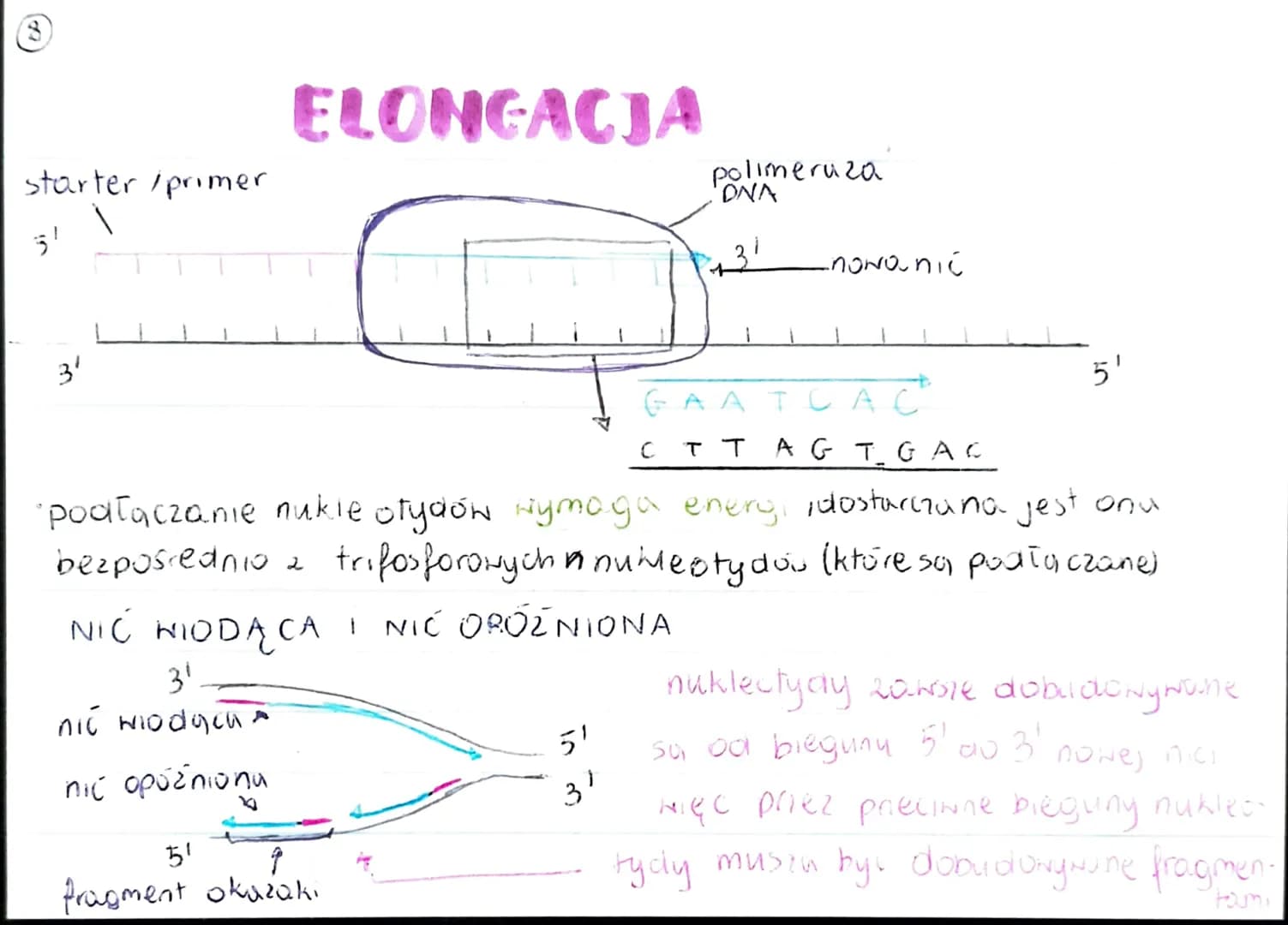 GENOM
• pełna informacja genetyczna danego organizmu
zazwyczaj genom 2budowany jest 2 DNA (u niektórych wirusóN 2 RNA)
genom procaryota
·mni