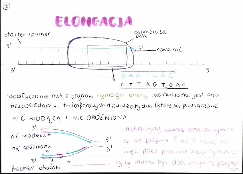 GENOM
• pełna informacja genetyczna danego organizmu
zazwyczaj genom 2budowany jest 2 DNA (u niektórych wirusóN 2 RNA)
genom procaryota
·mni