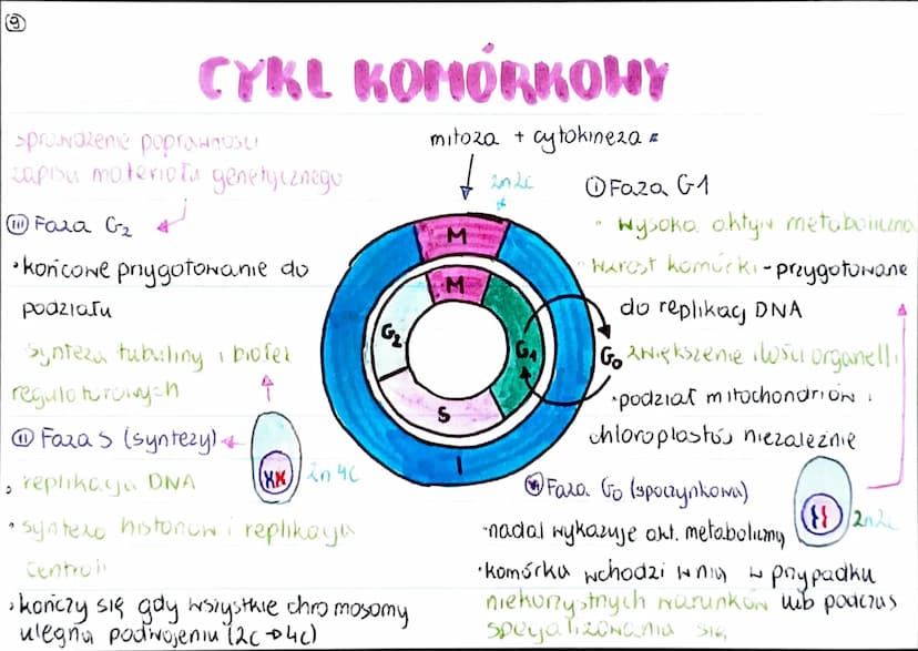 GENOM
• pełna informacja genetyczna danego organizmu
zazwyczaj genom 2budowany jest 2 DNA (u niektórych wirusóN 2 RNA)
genom procaryota
·mni
