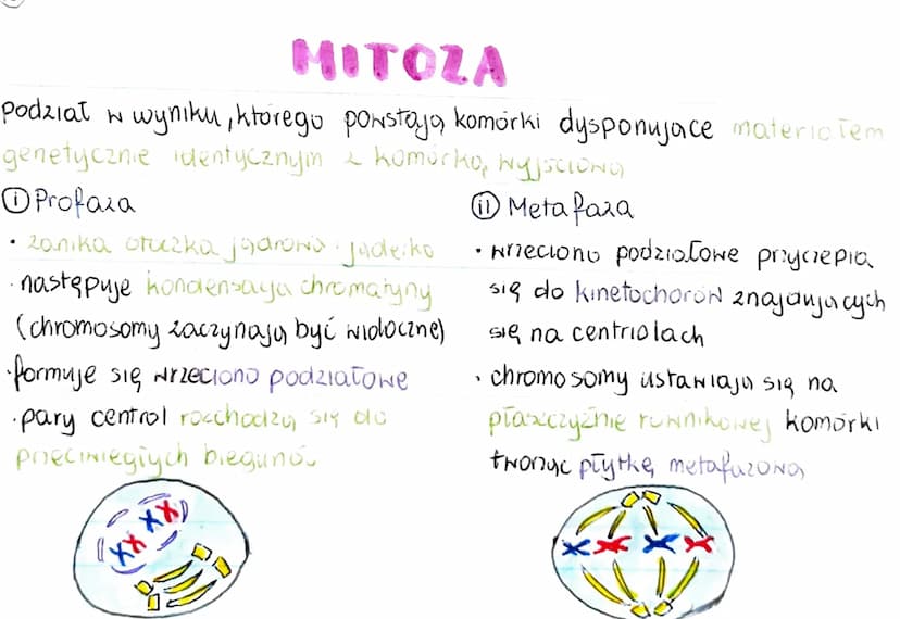 GENOM
• pełna informacja genetyczna danego organizmu
zazwyczaj genom 2budowany jest 2 DNA (u niektórych wirusóN 2 RNA)
genom procaryota
·mni