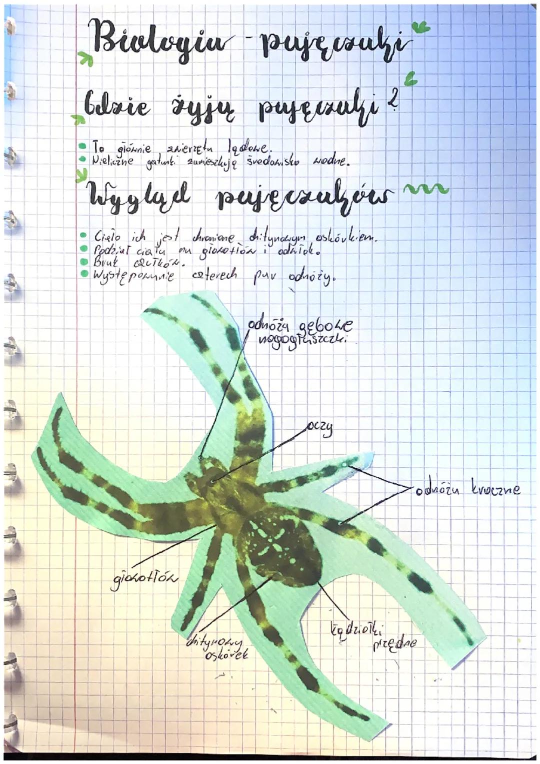 Biologiu puję suzi

Elsie żyjų pajęczazı 2

- To głównie znierzętu ladowe.
- Nieliczne gatunk. zamieszkują švedomisko wodne.

Wygląd pujęczu