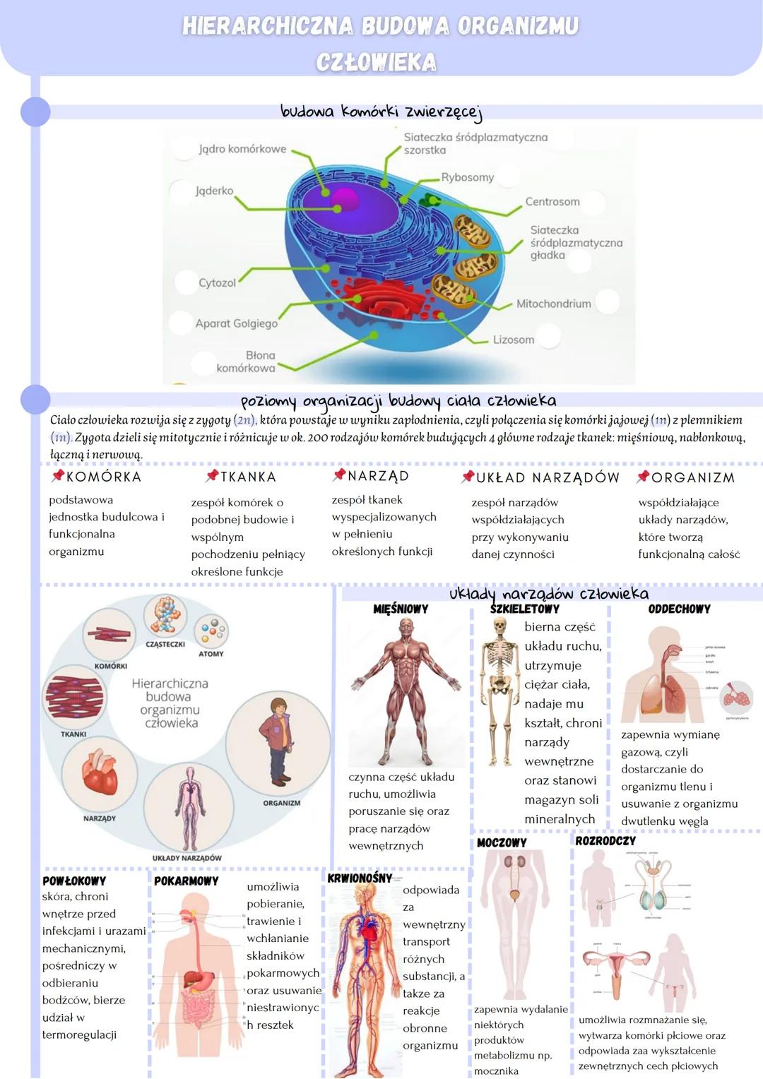 podstawowa
jednostka budulcowa i
funkcjonalna
organizmu
TKANKI
KOMÓRKI
NARZĄDY
mechanicznymi,
pośredniczy w
odbieraniu
bodźców, bierze
HIERA