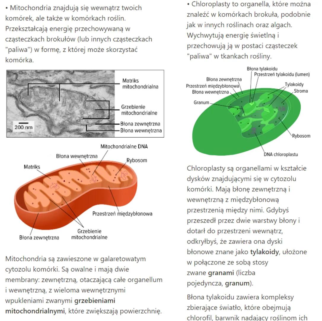 # budowa mitochondriów i plastydów (chloroplasty)

*   Mitochondria należą do organelli
otoczonych podwójną błoną białkowo
lipidową. Kształt