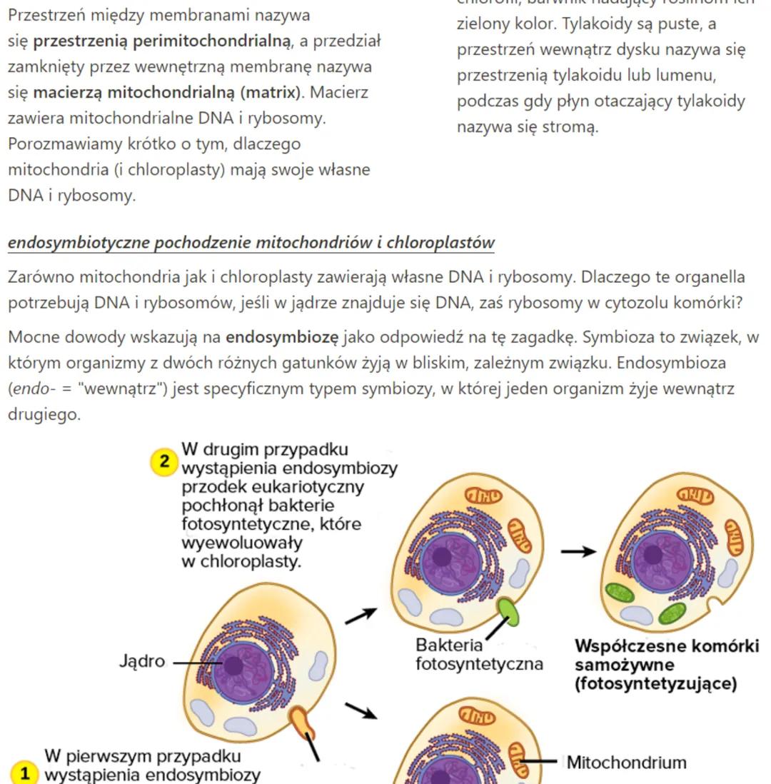 # budowa mitochondriów i plastydów (chloroplasty)

*   Mitochondria należą do organelli
otoczonych podwójną błoną białkowo
lipidową. Kształt