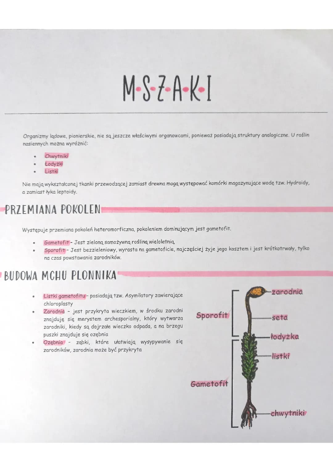Gametofit Mszaków: Co To Jest i Jak Działa?