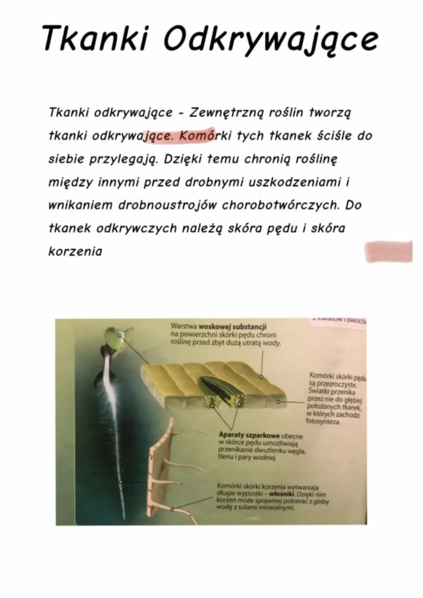 Tkanki Roślinne
Kiedy oglądasz rośliny, widzisz łodygi, liście, kwiaty i
owoce. Są to organy roślinne zbudowane z tkanek.
Jak wiesz, tkanka 