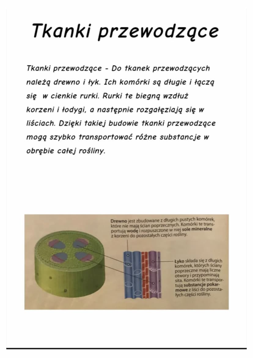 Tkanki Roślinne
Kiedy oglądasz rośliny, widzisz łodygi, liście, kwiaty i
owoce. Są to organy roślinne zbudowane z tkanek.
Jak wiesz, tkanka 