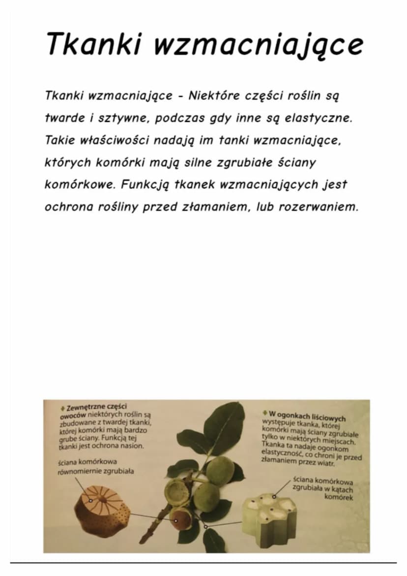 Tkanki Roślinne
Kiedy oglądasz rośliny, widzisz łodygi, liście, kwiaty i
owoce. Są to organy roślinne zbudowane z tkanek.
Jak wiesz, tkanka 