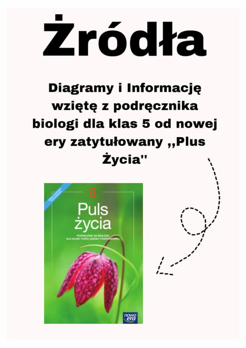 Tkanki Roślinne
Kiedy oglądasz rośliny, widzisz łodygi, liście, kwiaty i
owoce. Są to organy roślinne zbudowane z tkanek.
Jak wiesz, tkanka 