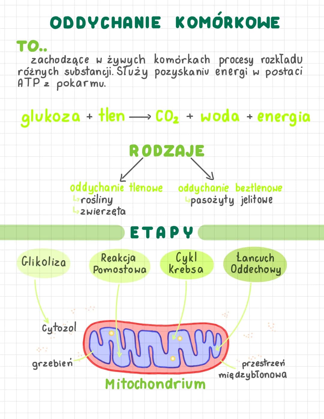 ODDYCHANIE KOMÓRKOWE
TO..
zachodzące w żywych komórkach procesy rozkładu
różnych substancji. Służy pozyskaniu energi w postaci
ATP z pokarmu