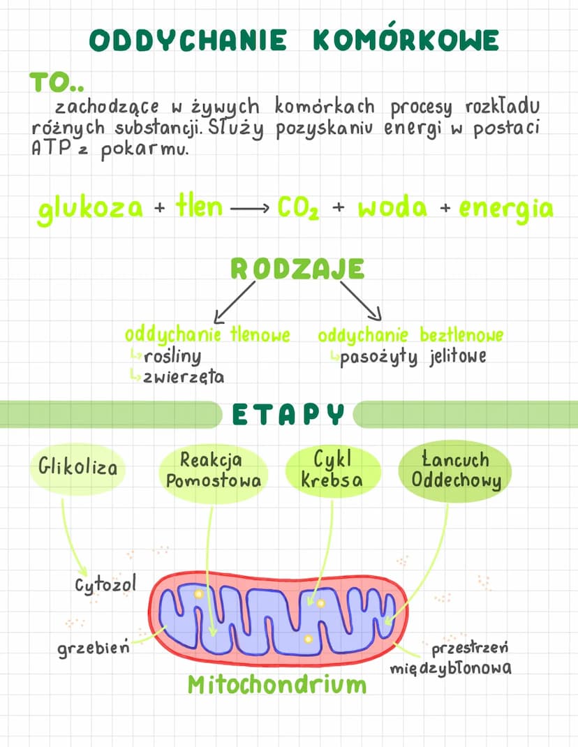 ODDYCHANIE KOMÓRKOWE
TO..
zachodzące w żywych komórkach procesy rozkładu
różnych substancji. Służy pozyskaniu energi w postaci
ATP z pokarmu