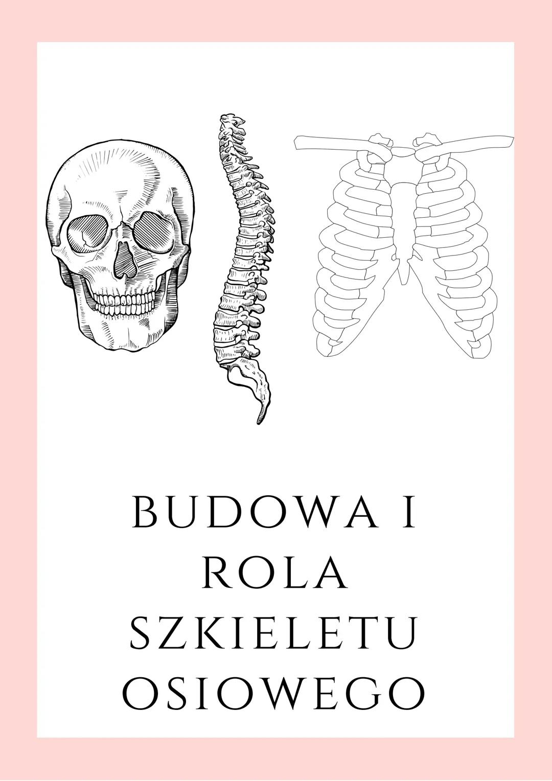 Budowa i rola szkieletu osiowego 