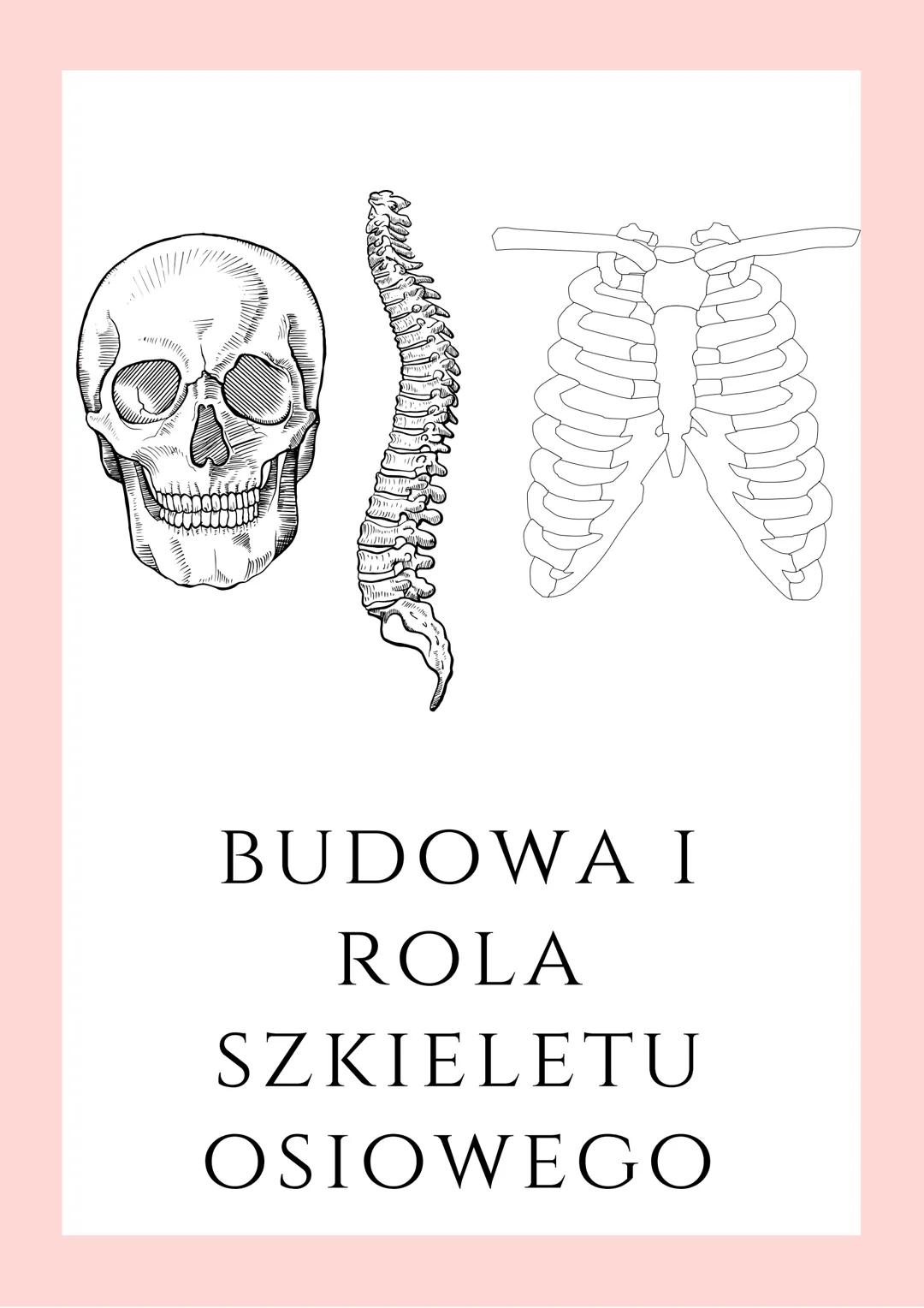 鸡
MODE
BUDOWA I
ROLA
SZKIELETU
OSIOWEGO SZKIELET OSIOWY SKŁADA SIĘ Z :
• Czaszki:
Czaszka chroni przed uszkodzeniami wrażliwe
narządy głowy
