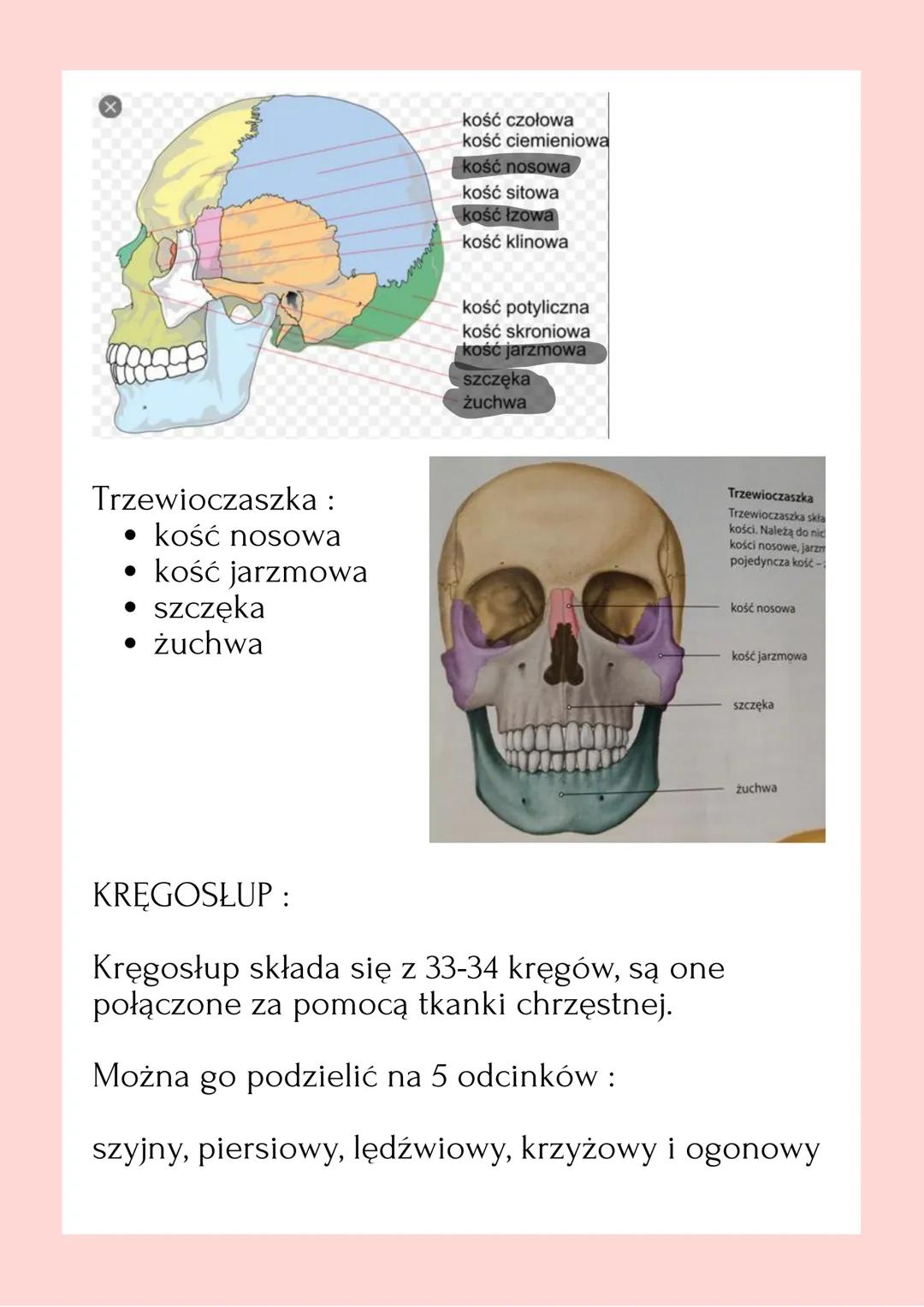 鸡
MODE
BUDOWA I
ROLA
SZKIELETU
OSIOWEGO SZKIELET OSIOWY SKŁADA SIĘ Z :
• Czaszki:
Czaszka chroni przed uszkodzeniami wrażliwe
narządy głowy
