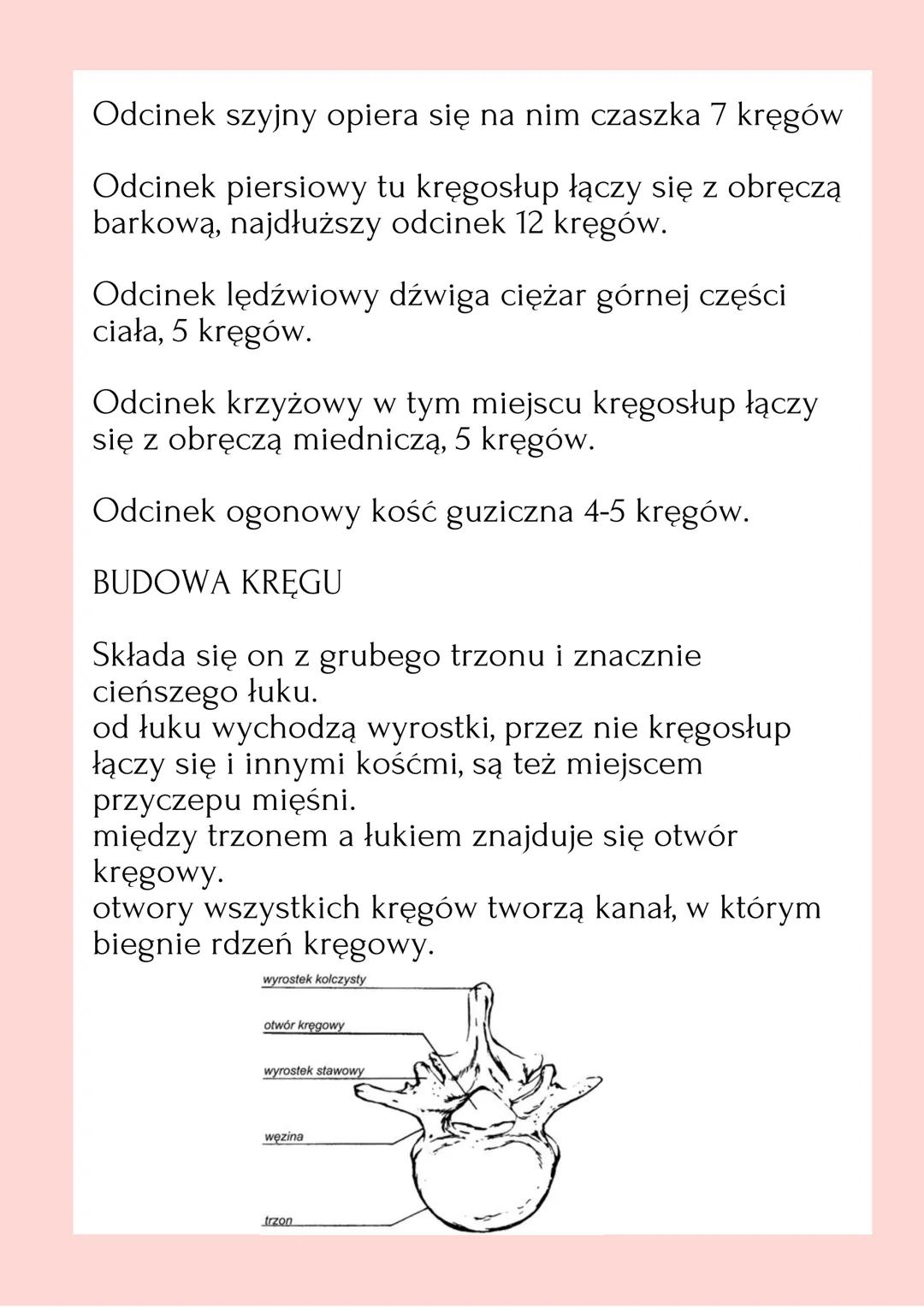 鸡
MODE
BUDOWA I
ROLA
SZKIELETU
OSIOWEGO SZKIELET OSIOWY SKŁADA SIĘ Z :
• Czaszki:
Czaszka chroni przed uszkodzeniami wrażliwe
narządy głowy
