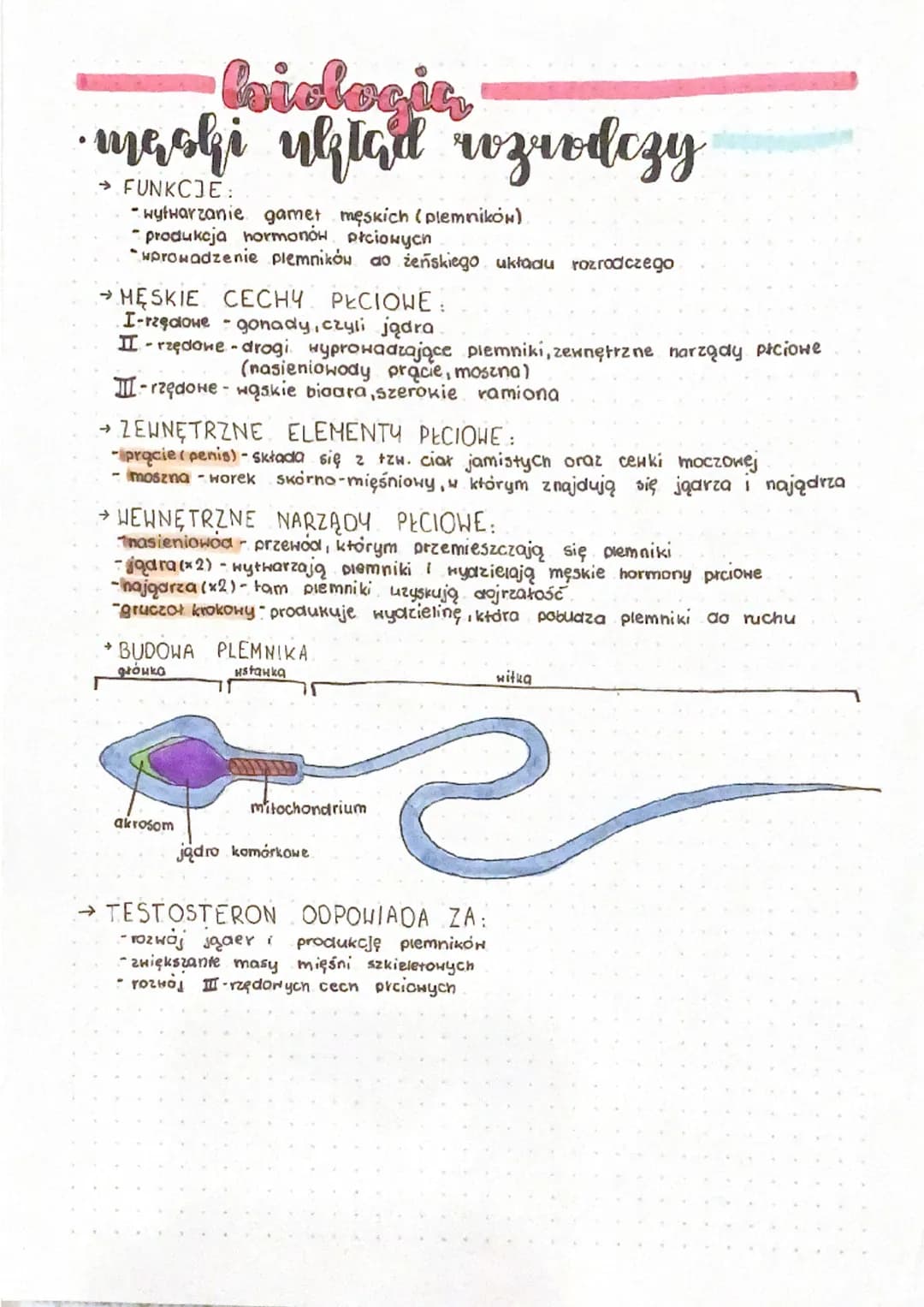 foiologia
mashi uklad wzrodczy
→ FUNKCJE:
wytwarzanie gamet męskich (plemników)
- produkcja hormonów płciowych
wprowadzenie plemników do żeń