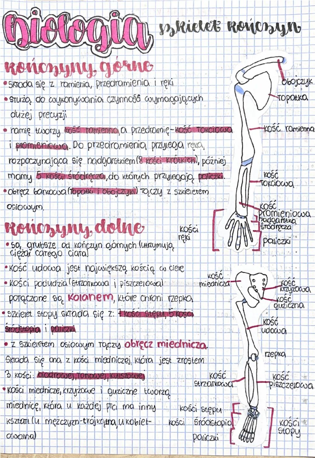 # Diologia szkielet kończyn

## kończyny, górne
- Składa się z ramienia, przedramienia i ręki
- Służą do wykonywania czynności wymagających
