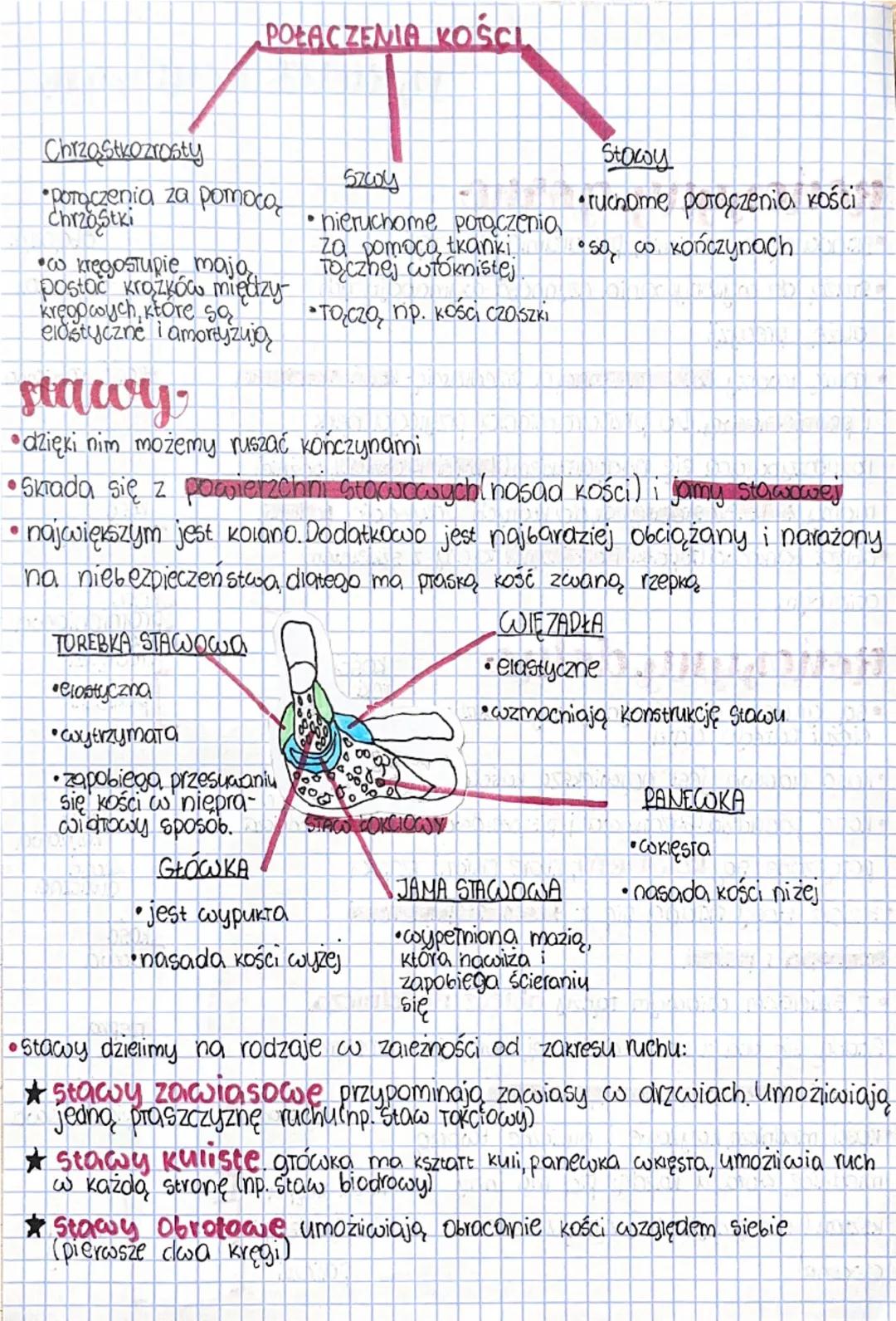 # Diologia szkielet kończyn

## kończyny, górne
- Składa się z ramienia, przedramienia i ręki
- Służą do wykonywania czynności wymagających
