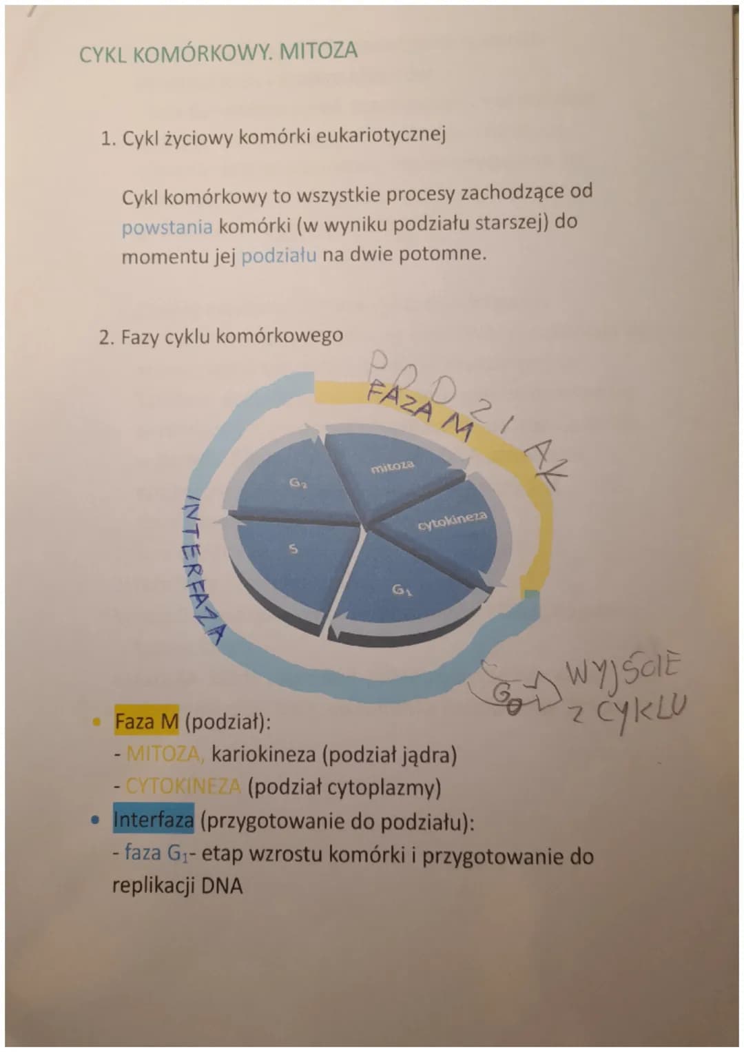 CYKL KOMÓRKOWY. MITOZA
1. Cykl życiowy komórki eukariotycznej
Cykl komórkowy to wszystkie procesy zachodzące od
powstania komórki (w wyniku 