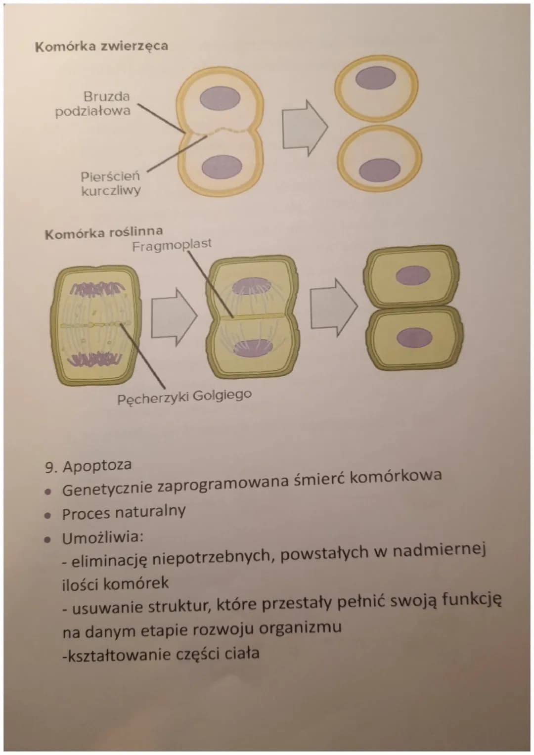 CYKL KOMÓRKOWY. MITOZA
1. Cykl życiowy komórki eukariotycznej
Cykl komórkowy to wszystkie procesy zachodzące od
powstania komórki (w wyniku 