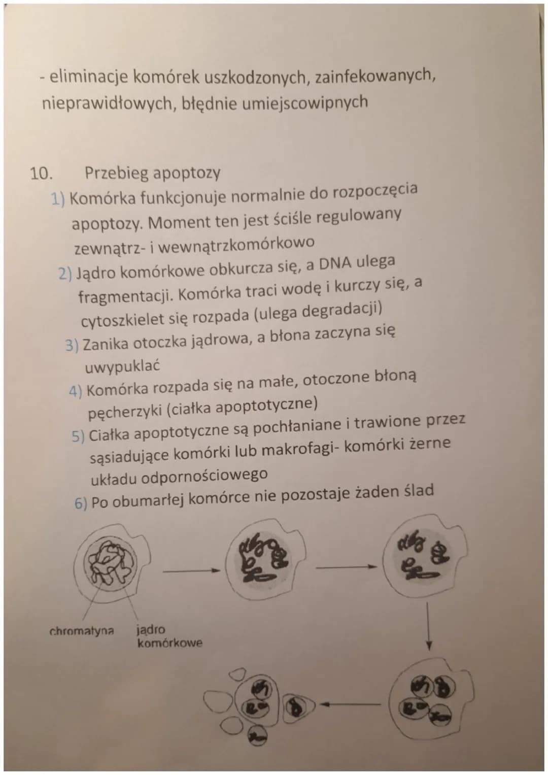 CYKL KOMÓRKOWY. MITOZA
1. Cykl życiowy komórki eukariotycznej
Cykl komórkowy to wszystkie procesy zachodzące od
powstania komórki (w wyniku 